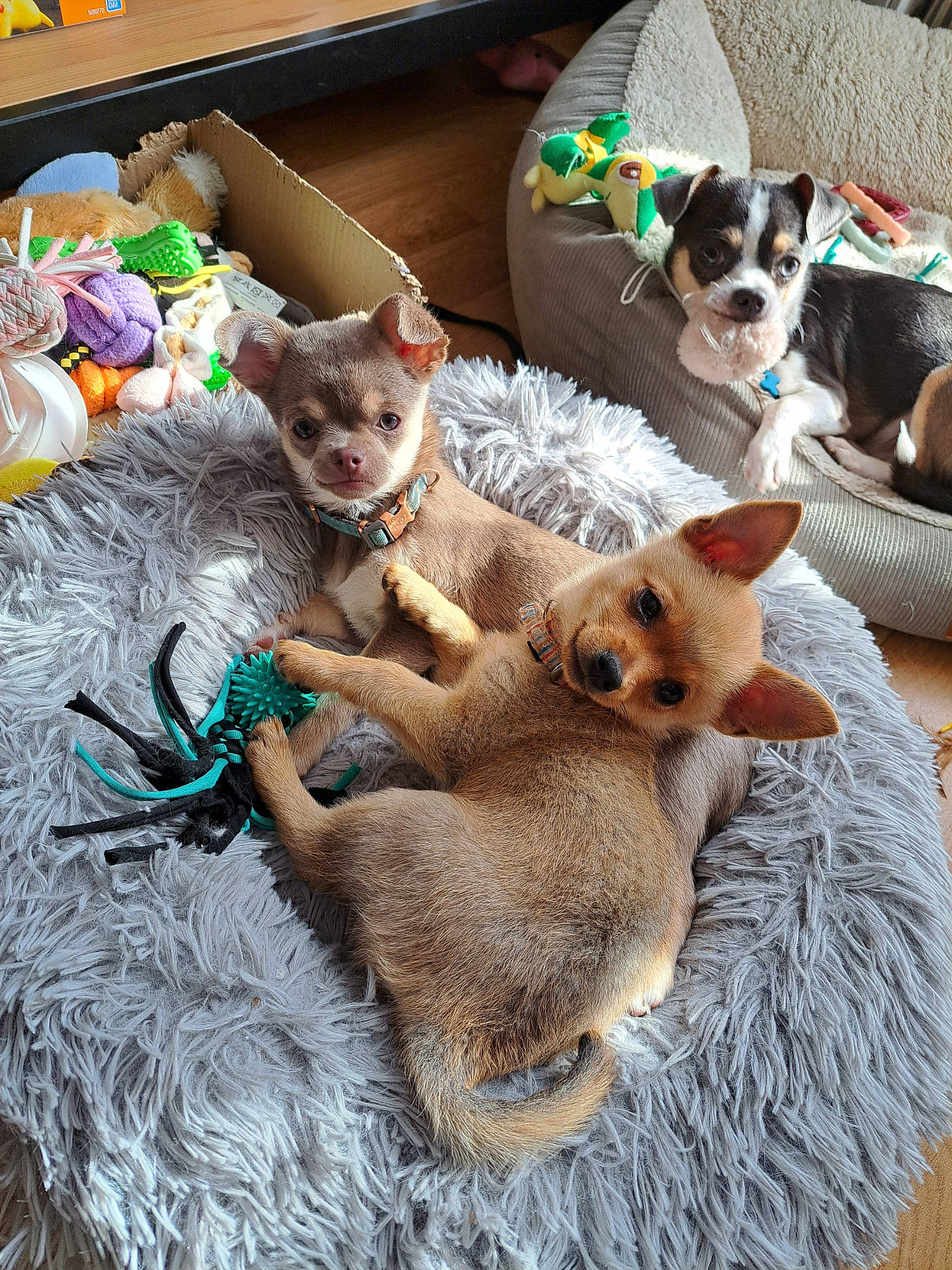 animal, bed, chewing, collar, cozy, curious, cushion, cute, dog, fur, furry, indoor, pet, playful, puppy, resting, small_dog, toy, wooden_floor, young