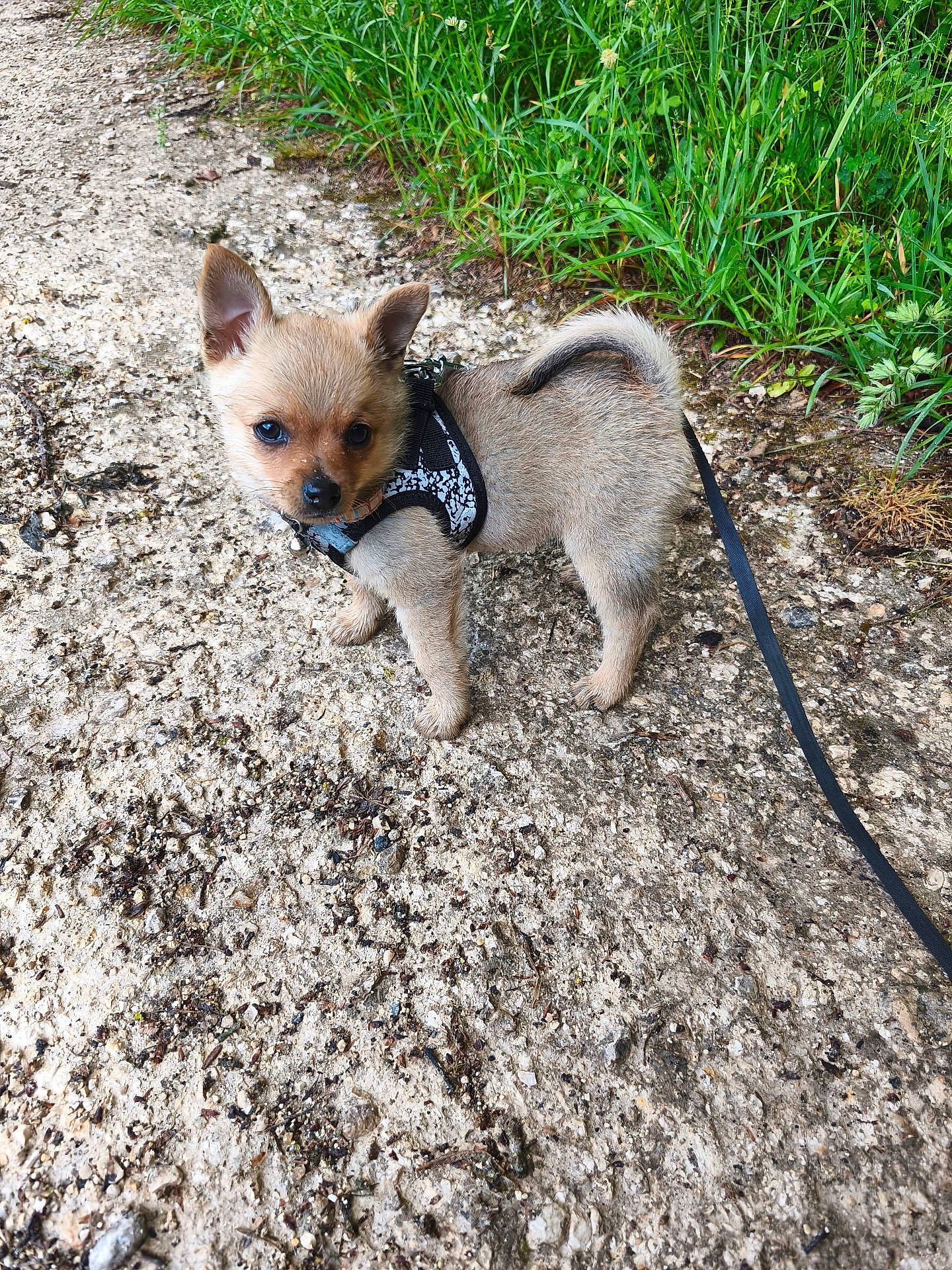 animal, canine, curious, cute, dog, ears, fur, grass, ground, harness, leash, nature, outdoor, path, pet, puppy, small, tail, walking, young
