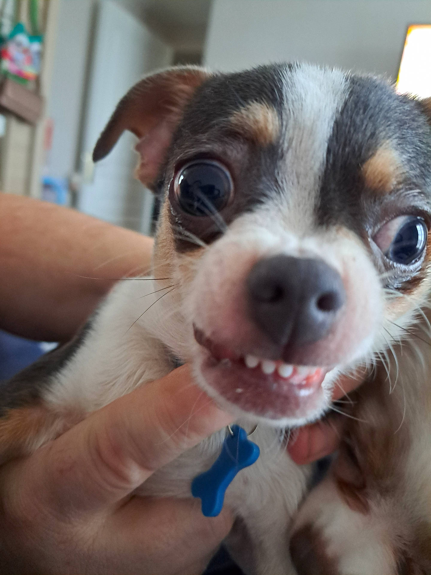 Bretzel participe au concours pour gagner de l'argent avec cette photo : adorable, animal, blue_tag, canine, close_up, collar, cute, dog, expression, fur, hand, indoor, nose, pet, playful, portrait, small_dog, teeth, whiskers, wide_eyes