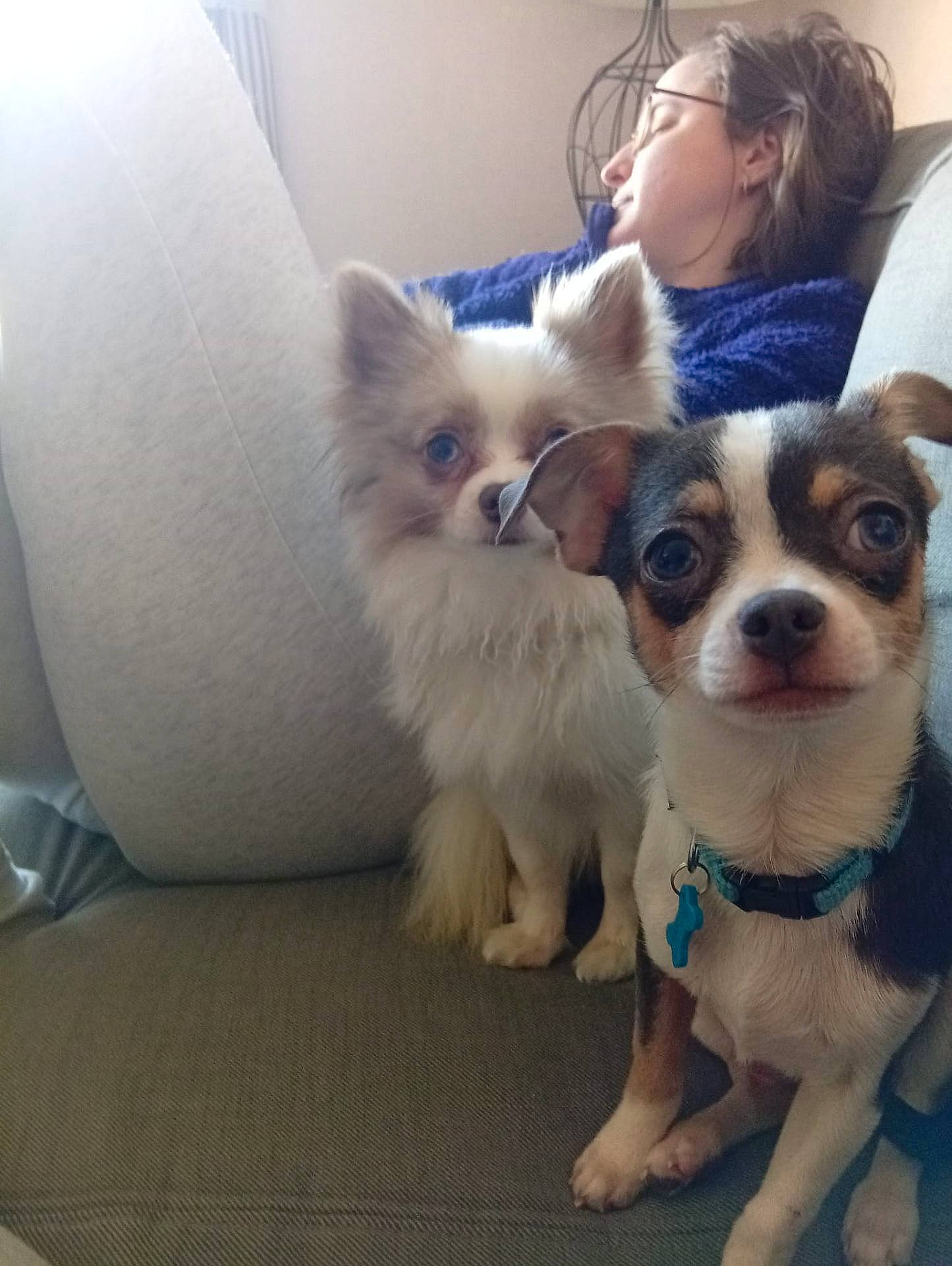 Bretzel participe au concours pour gagner de l'argent avec cette photo : animal, blue_collar, chihuahua, collar, companionship, couch, cute, dog, domestic, fluffy_dog, furniture, indoor, living_room, person, pet, portrait, relaxed, resting, small_dog, sofa
