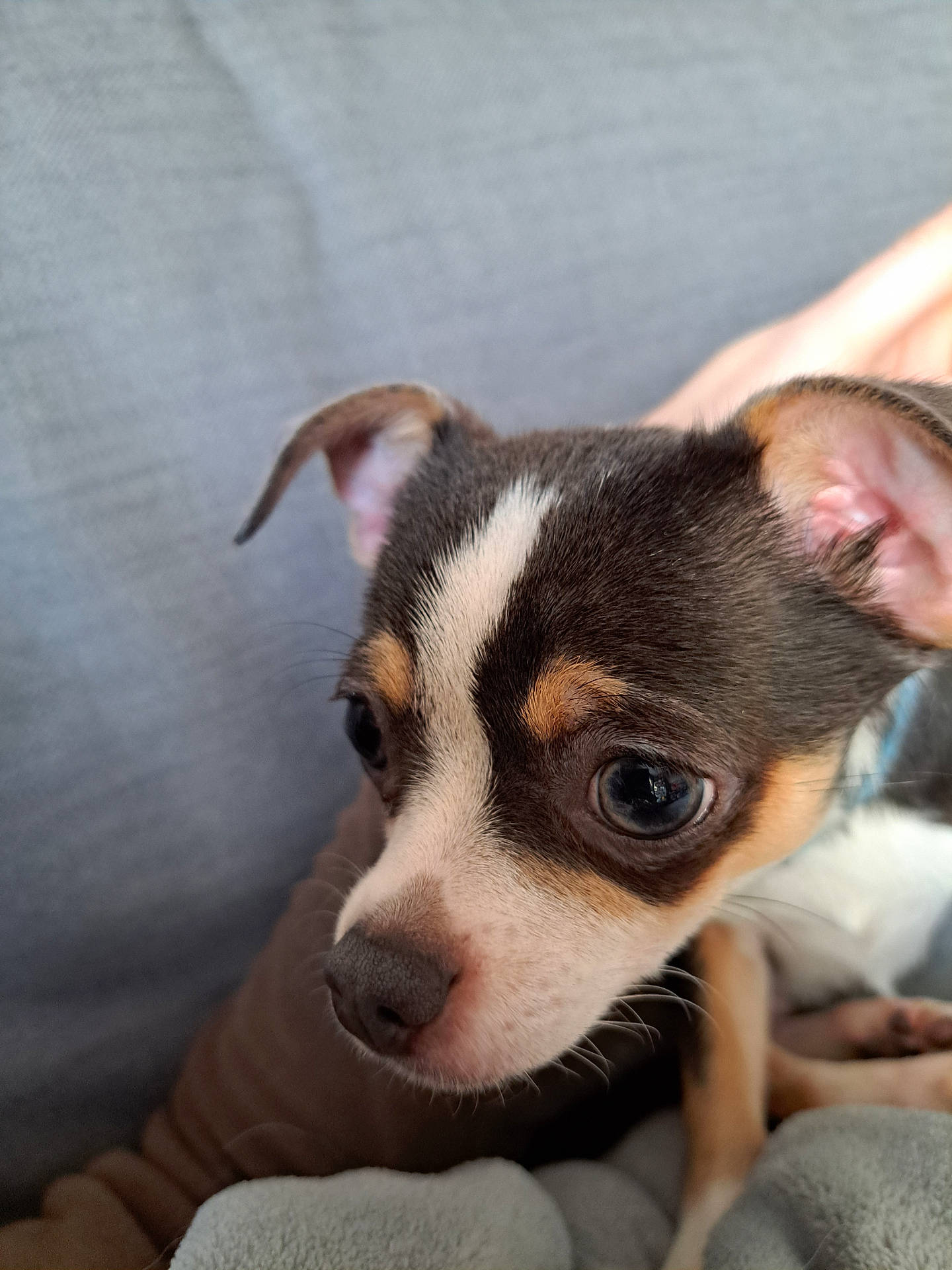 Bretzel a rejoint le concours — aidez-le/la à gagner de superbes lots ! animal, blanket, close_up, cozy, cute, dog, ears, eyes, face, fur, indoor, nose, pet, portrait, puppy, resting, small_dog, snout, soft_texture, young