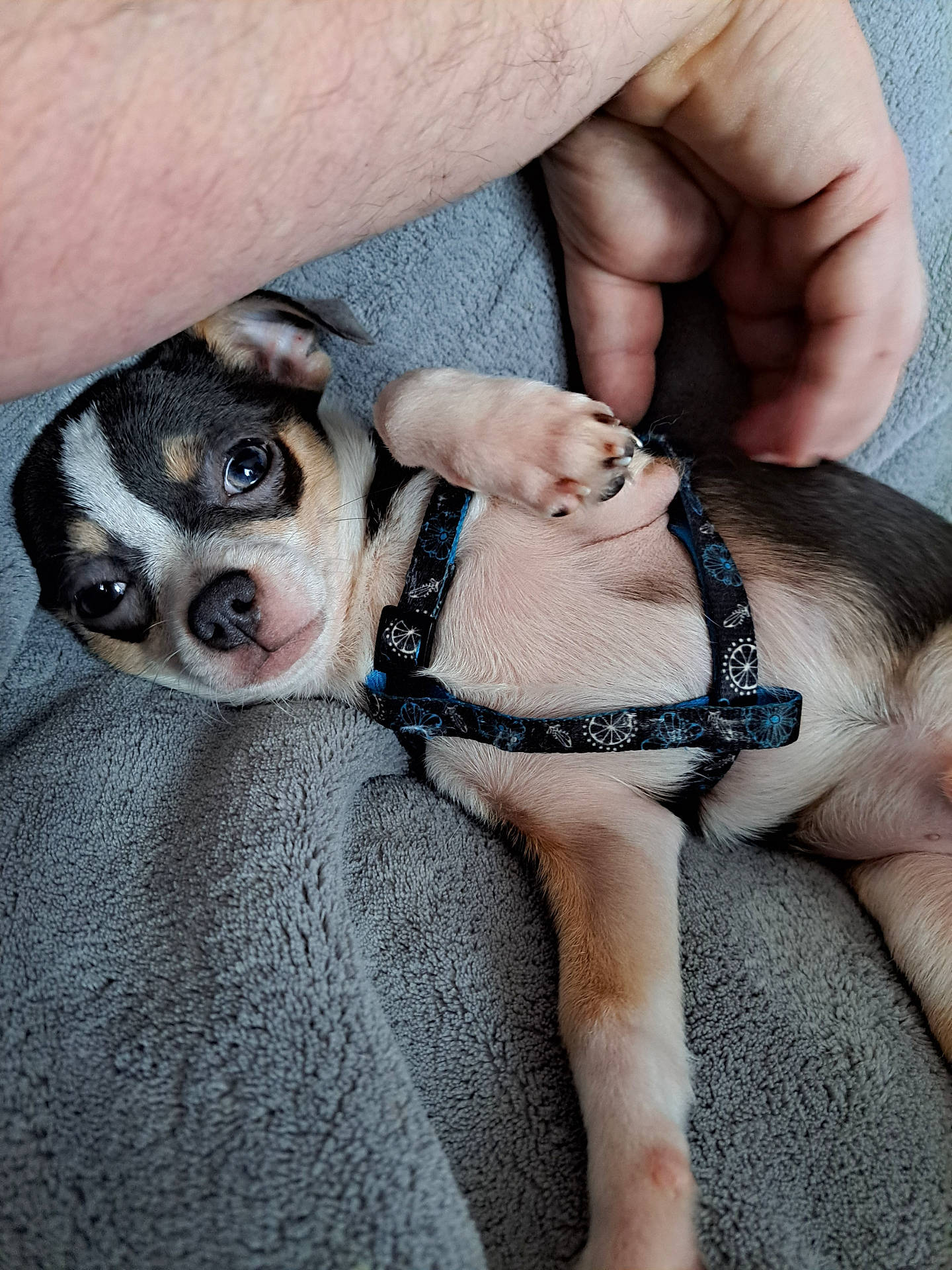 black_and_white, blanket, close_up, cozy, cute, dog, ear, fur, harness, human_hand, indoor, lying_down, nail, pet, pink_paw, puppy, relaxed, small_dog, snout, tan