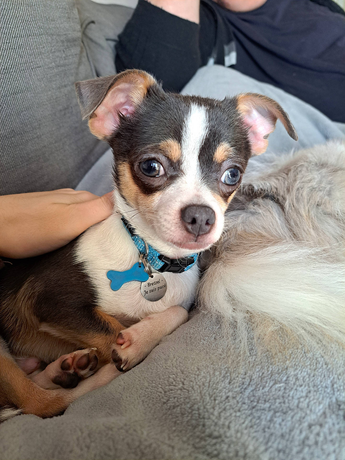 Bretzel participe au concours pour gagner de l'argent avec cette photo : blanket, blue_collar, closeup, collar, companion, couch, cozy, cute, dog, fur, hand, indoor, paw, pet, puppy, relaxing, resting, small_dog, tag, tricolor