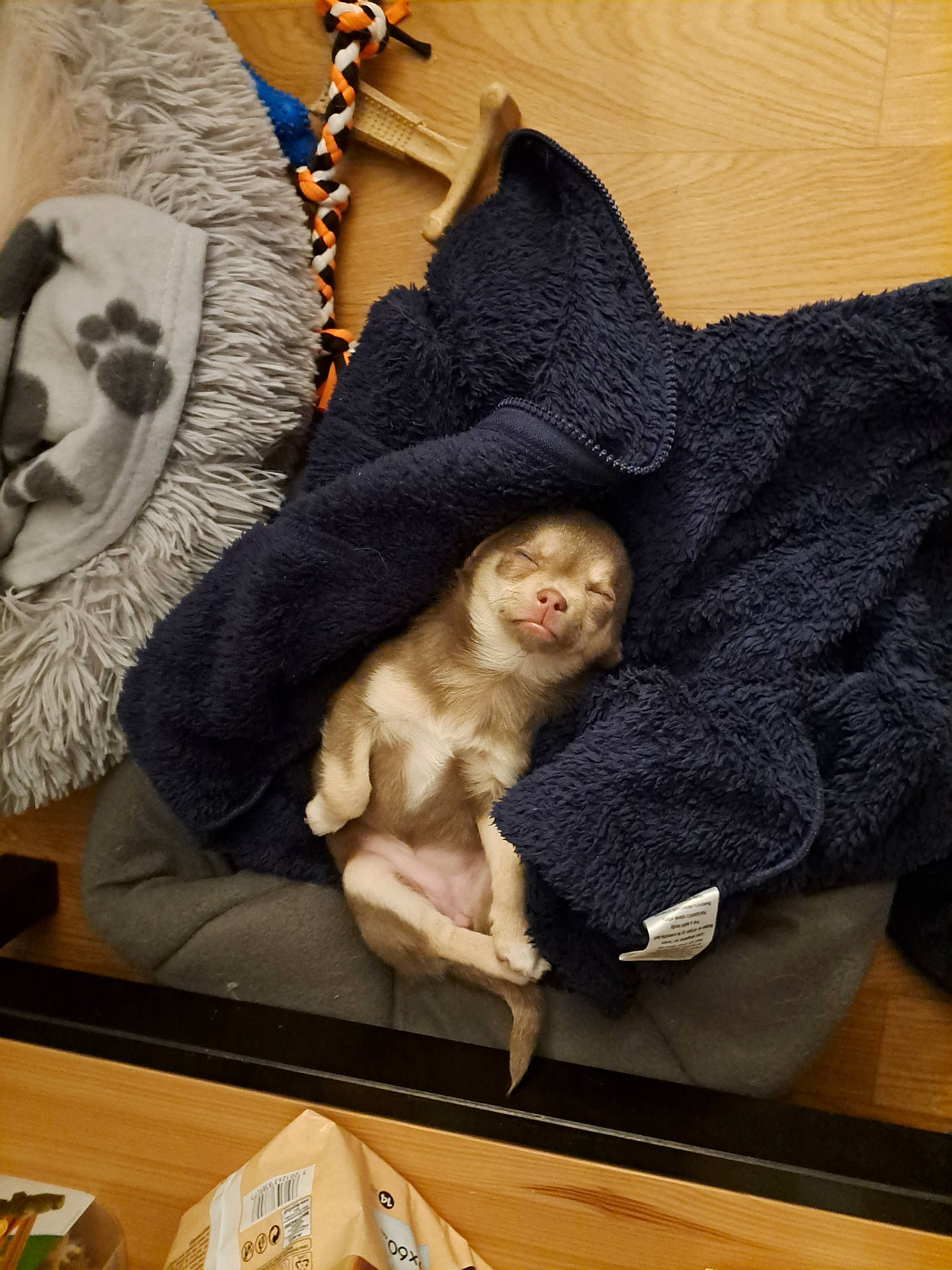 Bella participe au concours pour gagner de l'argent avec cette photo : animal, bed, blanket, cozy, cute, domestic, fabric, fur, indoor, laying_down, nap, pet, puppy, relaxed, resting, sleeping, small_dog, soft, toy, wooden_floor