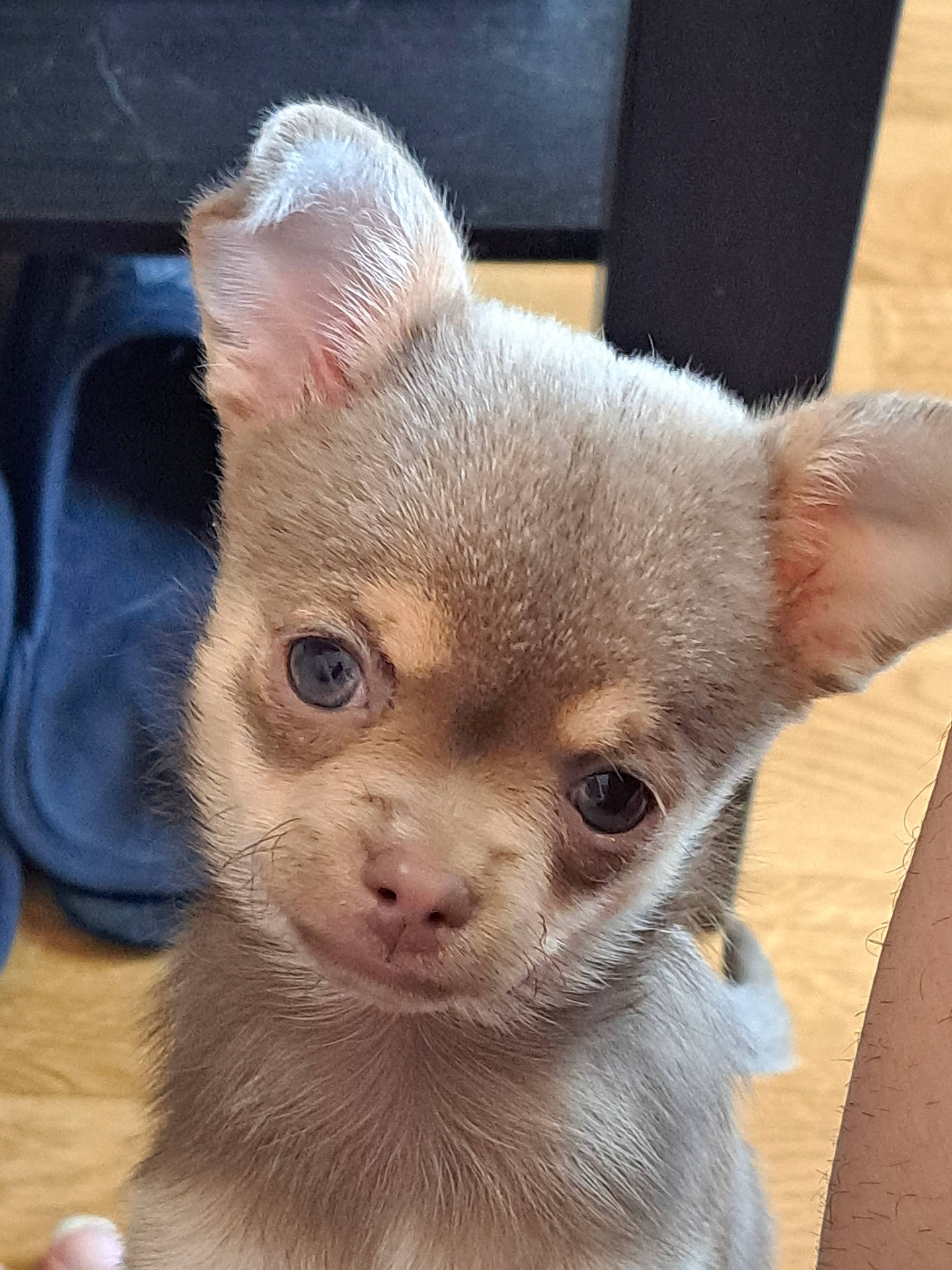 Bella a rejoint le concours — aidez-le/la à gagner de superbes lots ! animal, brown, close_up, curious, cute, dog, domestic, ears, face, floor, fur, indoor, looking, nose, pet, portrait, puppy, slippers, small, young