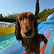 Vaiana participe au concours pour gagner de l'argent avec cette photo : animal, blue_sky, closeup, cute, dachshund, dog, eyes, floating, fun, inflatable, outdoor, paw, pet, playful, pool, snout, summer, sunlight, water, wet