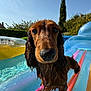animal, blue_sky, closeup, cute, dachshund, dog, eyes, floating, fun, inflatable, outdoor, paw, pet, playful, pool, snout, summer, sunlight, water, wet