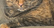 Cali is registered to the contest to win money with this photo: cat, tortoiseshell_cat, green_eyes, close_up, pet, feline, whiskers, paw, fur, domestic_cat, indoor, resting, comfort, hand, affection, texture, animal, cute, cozy, portrait