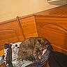 Cali is registered to the contest to win money with this photo: cat, sleeping, wooden_bench, bag, indoor, cozy, fur, resting, animal, pet, brown, tabby, quiet, relaxation, home, furniture, bench, wall, nap, comfort