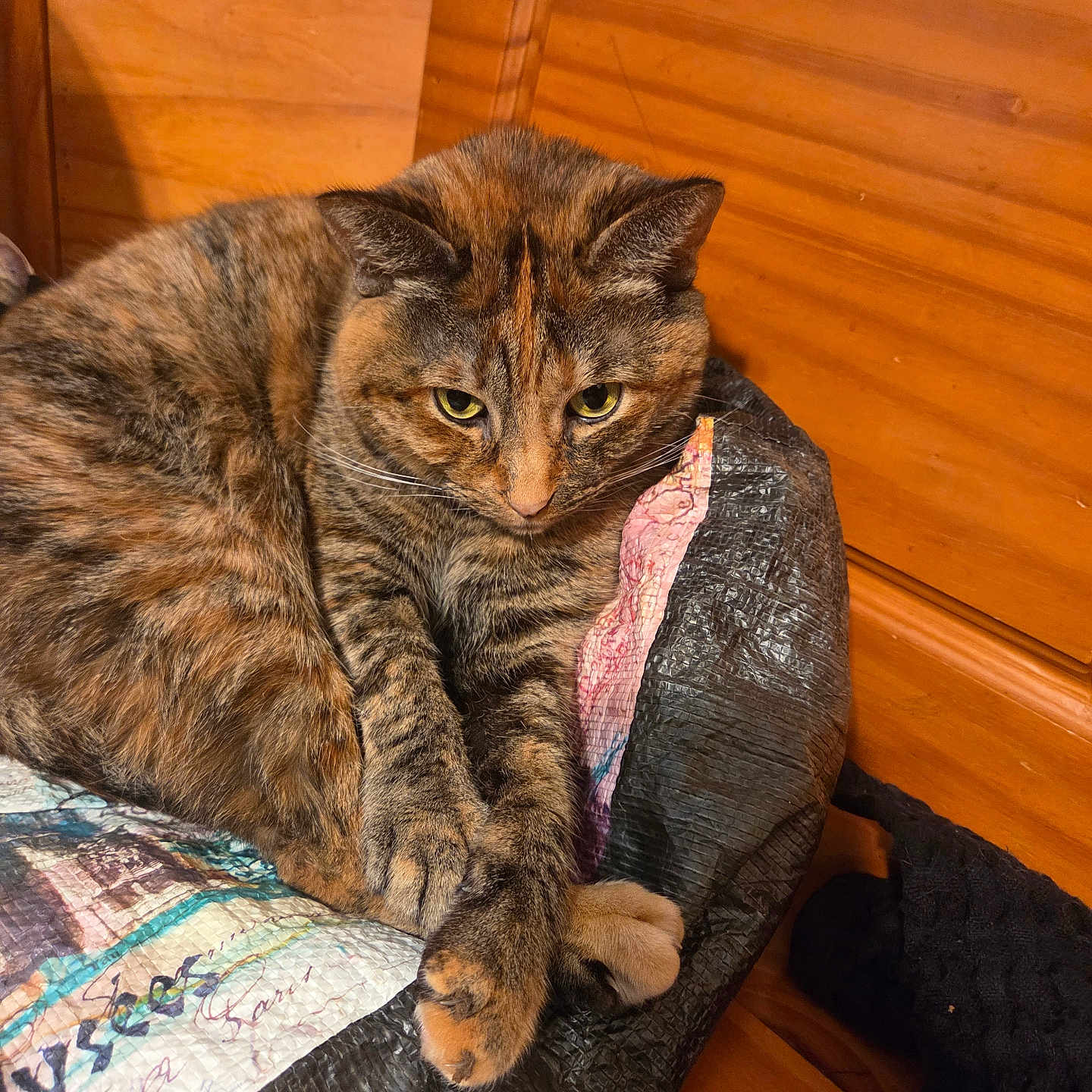 Cali joined the competition — help win amazing prizes! cat, tortoiseshell, animal, pet, feline, quilt, wooden_furniture, crossed_paws, indoor, resting, cozy, brown, orange, black, fur, cute, domestic, relaxed, closeup, portrait