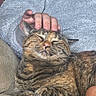 Cali joined the competition — help win amazing prizes! cat, tabby_cat, pet, animal, feline, hand, person, sweater, cozy, relaxed, indoor, comfort, fur, whiskers, closed_eyes, couch, resting, scratching, soft_texture, warm