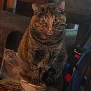 Cali joined the competition — help win amazing prizes! cat, tabby_cat, indoor, pet, feline, curious, clutter, instant_noodles, plastic_bag, vacuum_cleaner, household, domestic, brown, striped, sitting, wide_eyes, close_up, soft_light, shadow, cozy