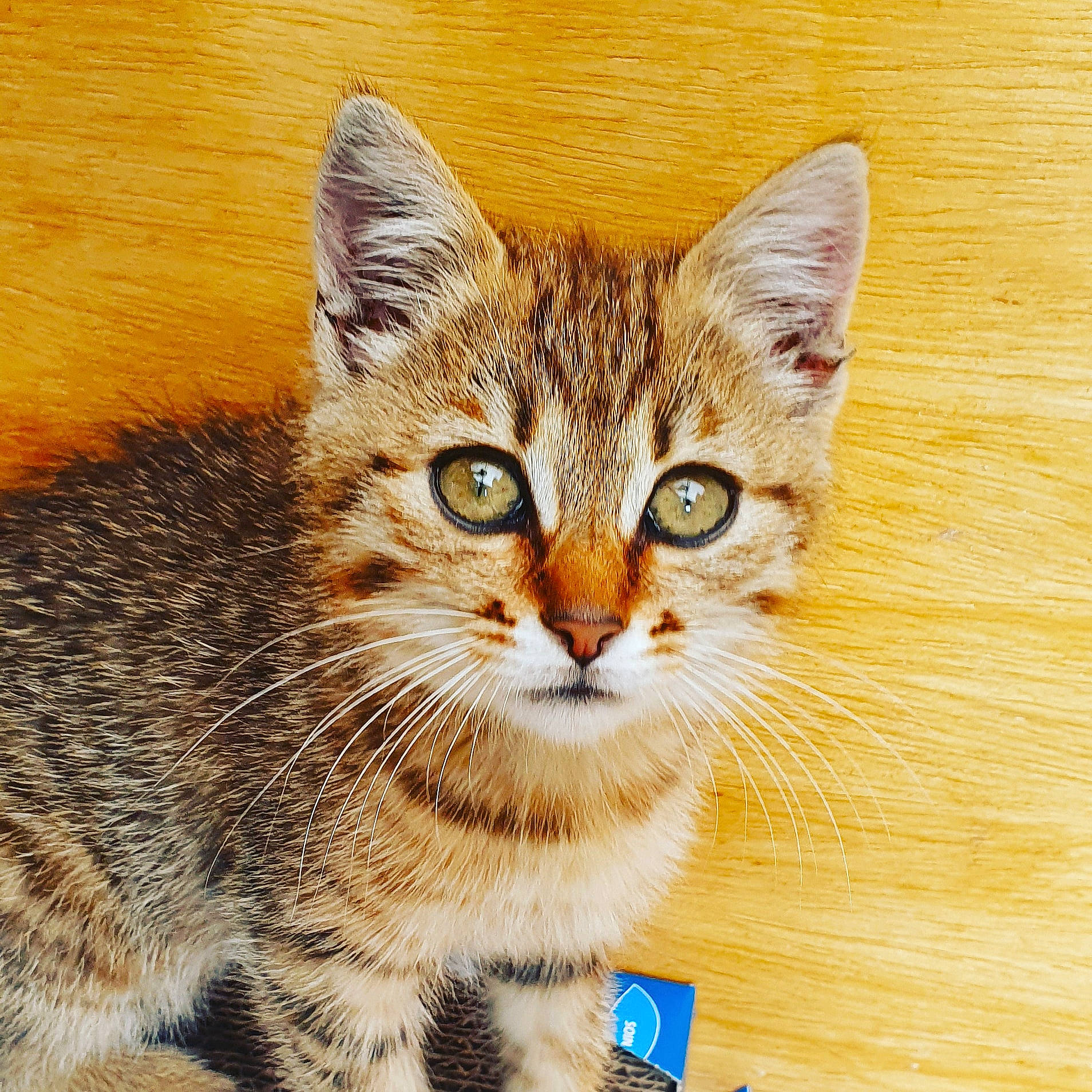 Lola a rejoint le concours — aidez-le/la à gagner de superbes lots ! aegean_cat, american_wirehair, asian, california_spangled, carnivore, cat, domestic_short_haired_cat, dragon_li, european_shorthair, eye, felidae, kitten, mammal, pixie_bob, small_to_medium_sized_cats, snout, tabby_cat, vertebrate, whiskers, wild_cat