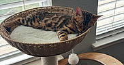 Cyber is registered to the contest to win money with this photo: cat, bengal_cat, sleeping, cat_tree, basket, window, blinds, indoor, pet, feline, wooden, toy, pom_pom, relaxing, resting, cozy, houseplant, daylight, floor, home