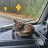 Cyber joined the competition — help win amazing prizes! cat, kitten, car, dashboard, cardboard_box, rain, wet_window, forest, trees, road_sign, watch, timepiece, travel, pet, animal, cute, cozy, window, interior, road
