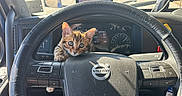 Cyber is registered to the contest to win money with this photo: animal, car_controls, car_interior, cat, closeup, curious, cute, dashboard, driver_seat, exploring, feline, indoor, kitten, pet, steering_wheel, sunlight, transportation, vehicle, volvo, young_cat