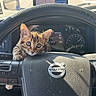 kitten, cat, steering_wheel, volvo, dashboard, car_interior, curious, sunlight, vehicle, pet, animal, cute, young_cat, exploring, car_controls, closeup, indoor, feline, transportation, driver_seat