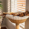 Cyber joined the competition — help win amazing prizes! cat, tabby_cat, sleeping, relaxed, basket, striped_bed, window, blinds, sunlight, shadow, plant, indoor, cozy, feline, pet, resting, warm_light, home, fur, nature