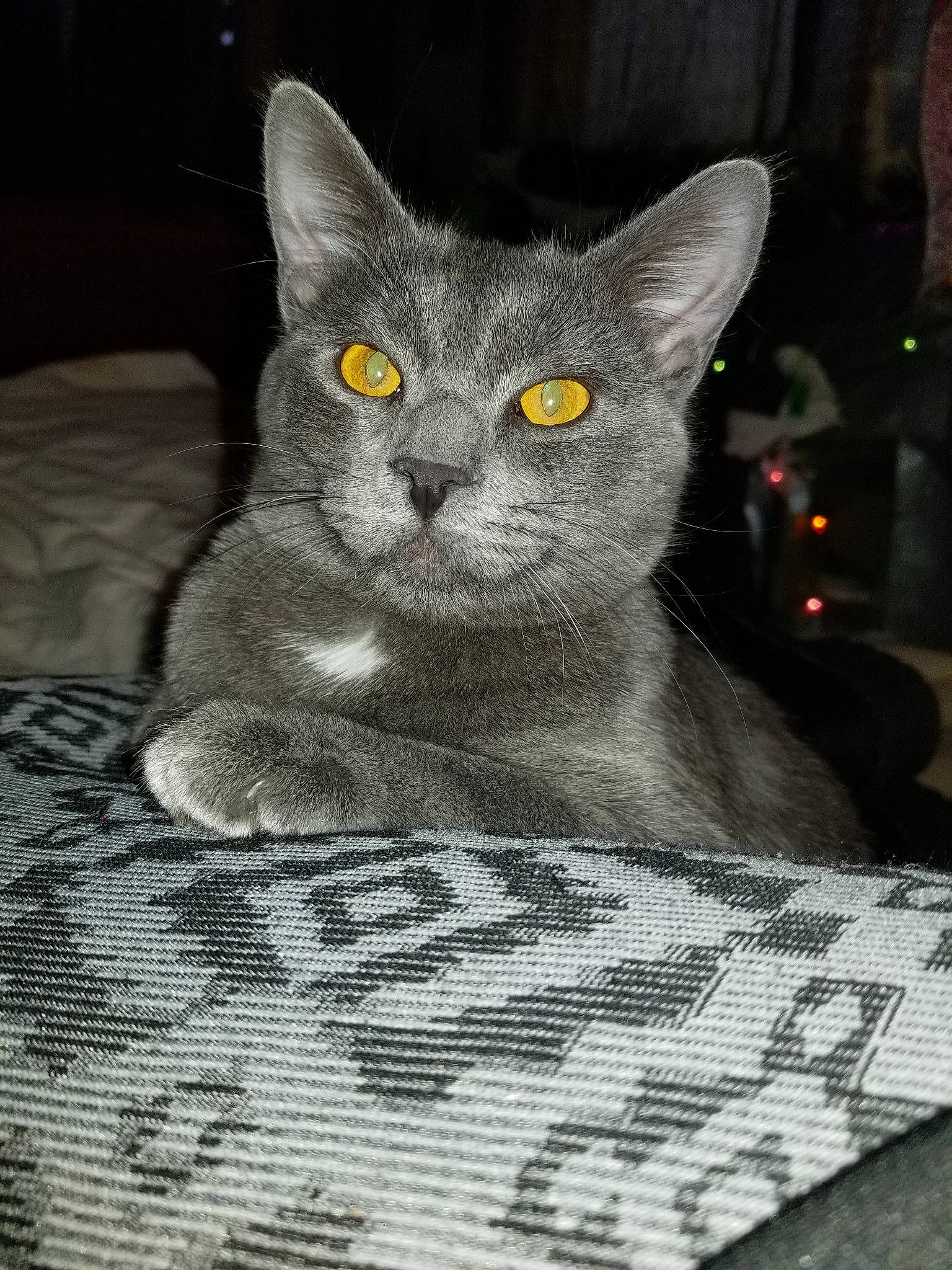 Butters joined the competition — help win amazing prizes! asian, british_shorthair, burmese, carnivore, cat, chartreux, domestic_short_haired_cat, european_shorthair, felidae, kitten, korat, mammal, nebelung, russian_blue, small_to_medium_sized_cats, vertebrate, whiskers