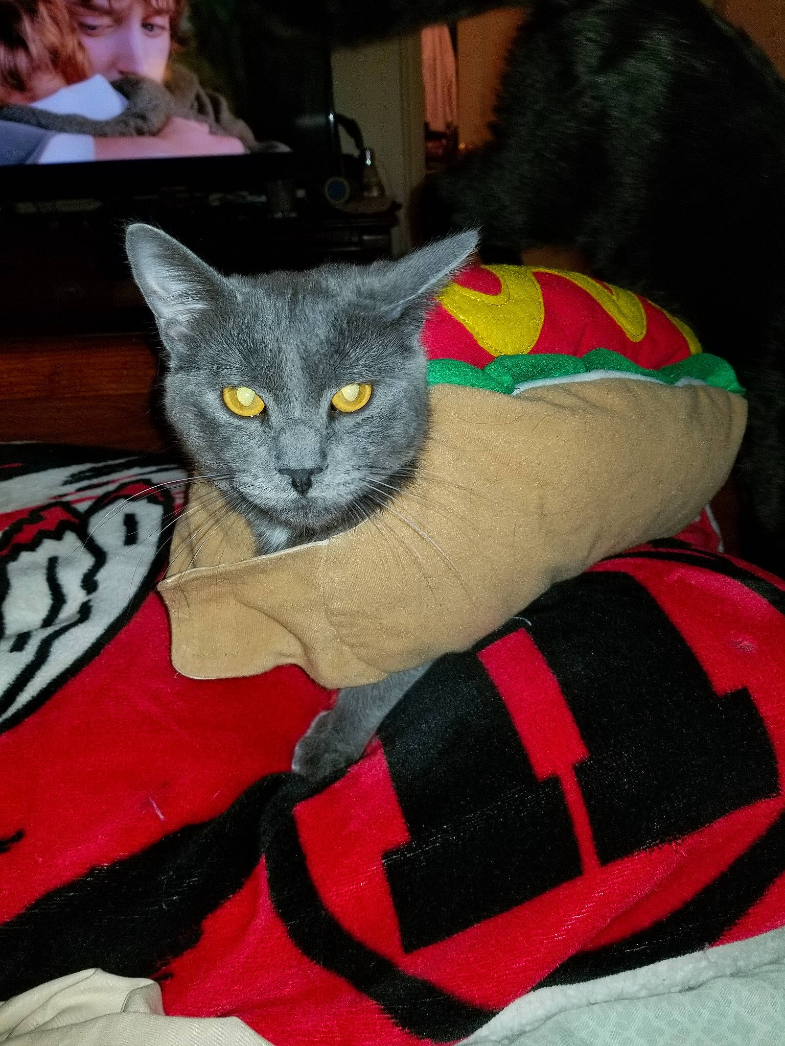 Butters joined the competition — help win amazing prizes! asian, carnivore, cat, domestic_short_haired_cat, felidae, linens, russian_blue, small_to_medium_sized_cats, whiskers