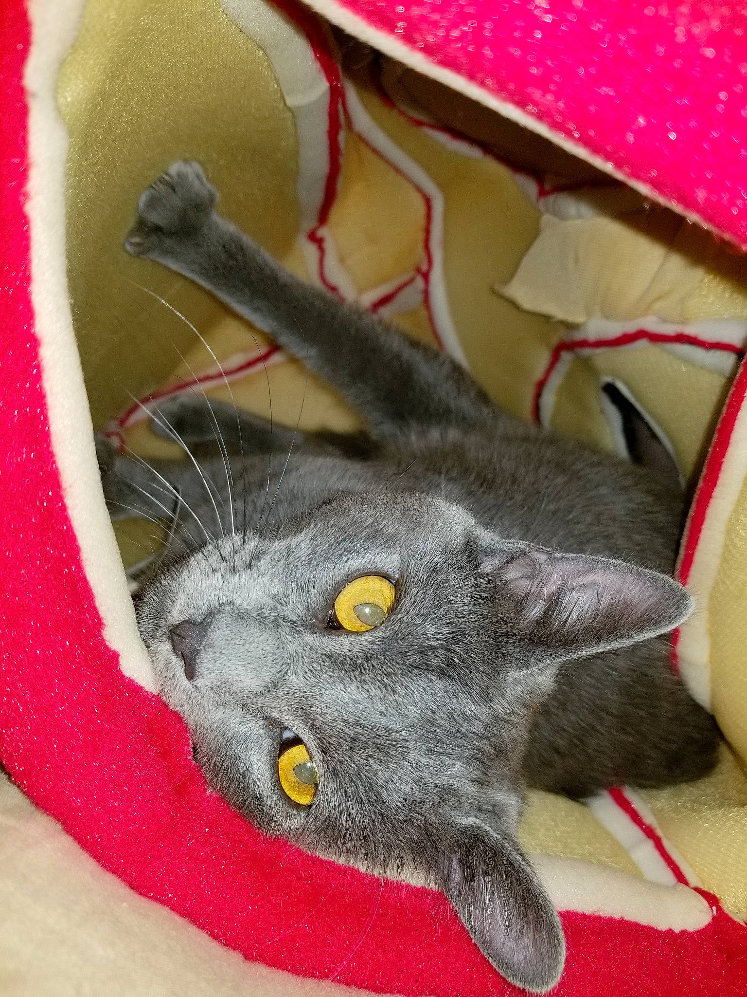 Butters joined the competition — help win amazing prizes! british_shorthair, carnivore, cat, chartreux, domestic_short_haired_cat, felidae, kitten, korat, nebelung, russian_blue, small_to_medium_sized_cats, whiskers