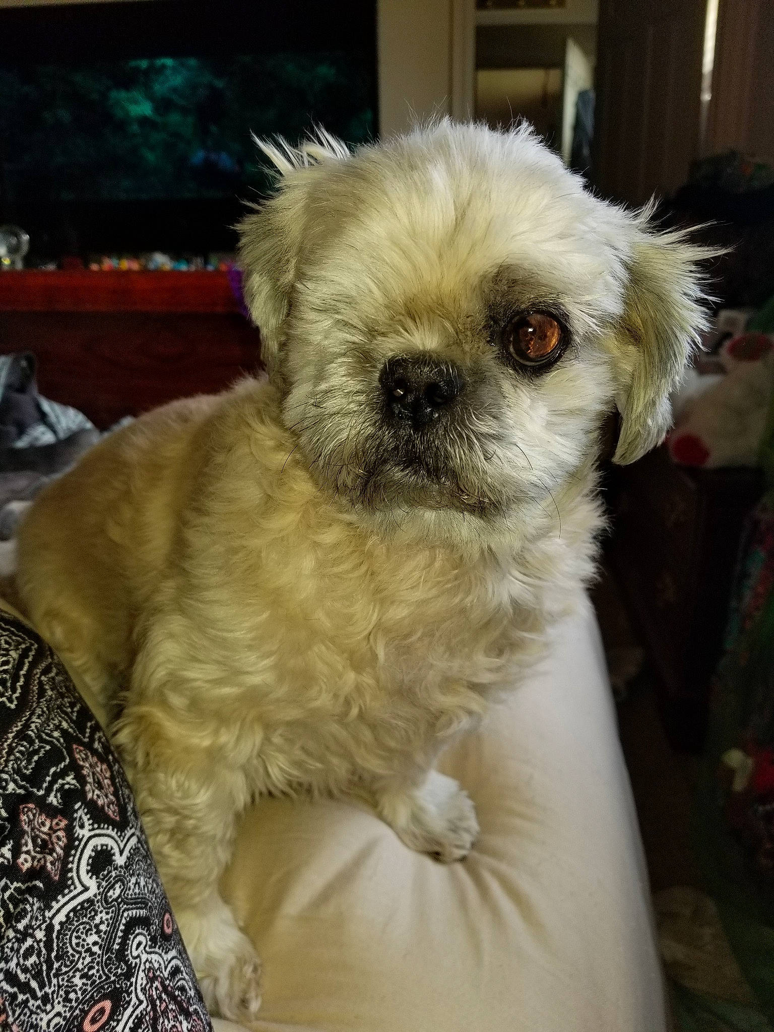 Louis joined the competition — help win amazing prizes! canidae, carnivore, chinese_imperial_dog, companion_dog, dog, dog_breed, eye, lhasa_apso, maltepoo, mammal, morkie, nose, pekapoo, poodle_crossbreed, puppy, shih_tzu, skin, snout, sporting_group, vertebrate