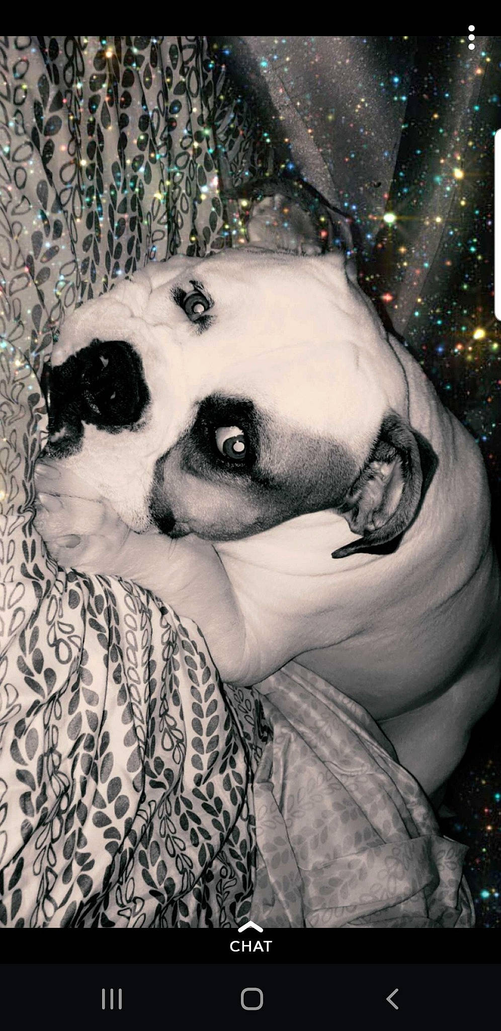 Shyloh is registered to the contest to win money with this photo: art, black_and_white, boston_terrier, canidae, carnivore, companion_dog, dog, dog_breed, fawn, illustration, nose, puppy_love, snout
