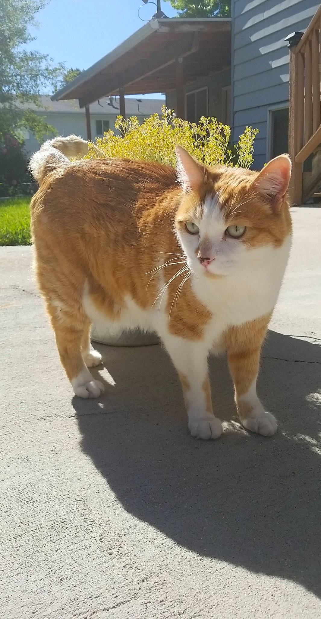 Morris is registered to the contest to win money with this photo: aegean_cat, carnivore, cat, domestic_short_haired_cat, european_shorthair, fawn, felidae, german_rex, mammal, polydactyl_cat, small_to_medium_sized_cats, tabby_cat, tail, vertebrate, whiskers