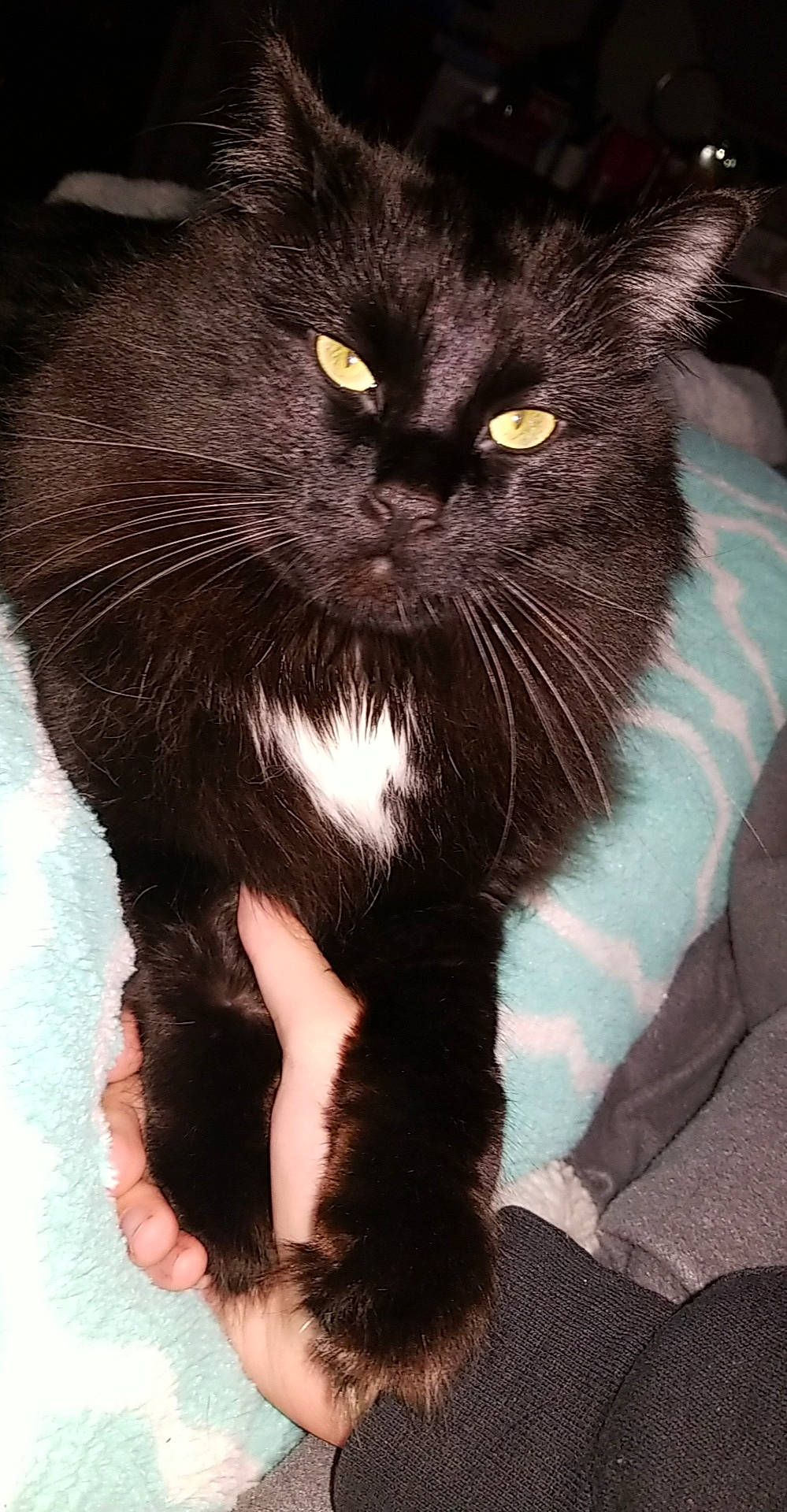 Ace joined the competition — help win amazing prizes! asian, black_cat, bombay, carnivore, cat, claw, domestic_long_haired_cat, domestic_short_haired_cat, felidae, fur, kitten, mammal, norwegian_forest_cat, polydactyl_cat, small_to_medium_sized_cats, snout, whiskers