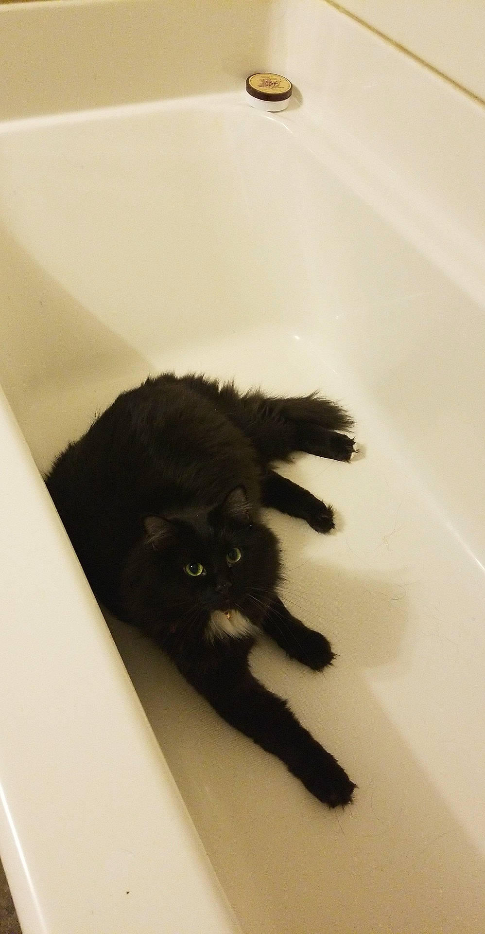 Ace is registered to the contest to win money with this photo: bathtub, black, black_cat, carnivore, cat, claw, ear, felidae, fur, kitten, paw, plumbing_fixture, room, small_to_medium_sized_cats, tail, whiskers