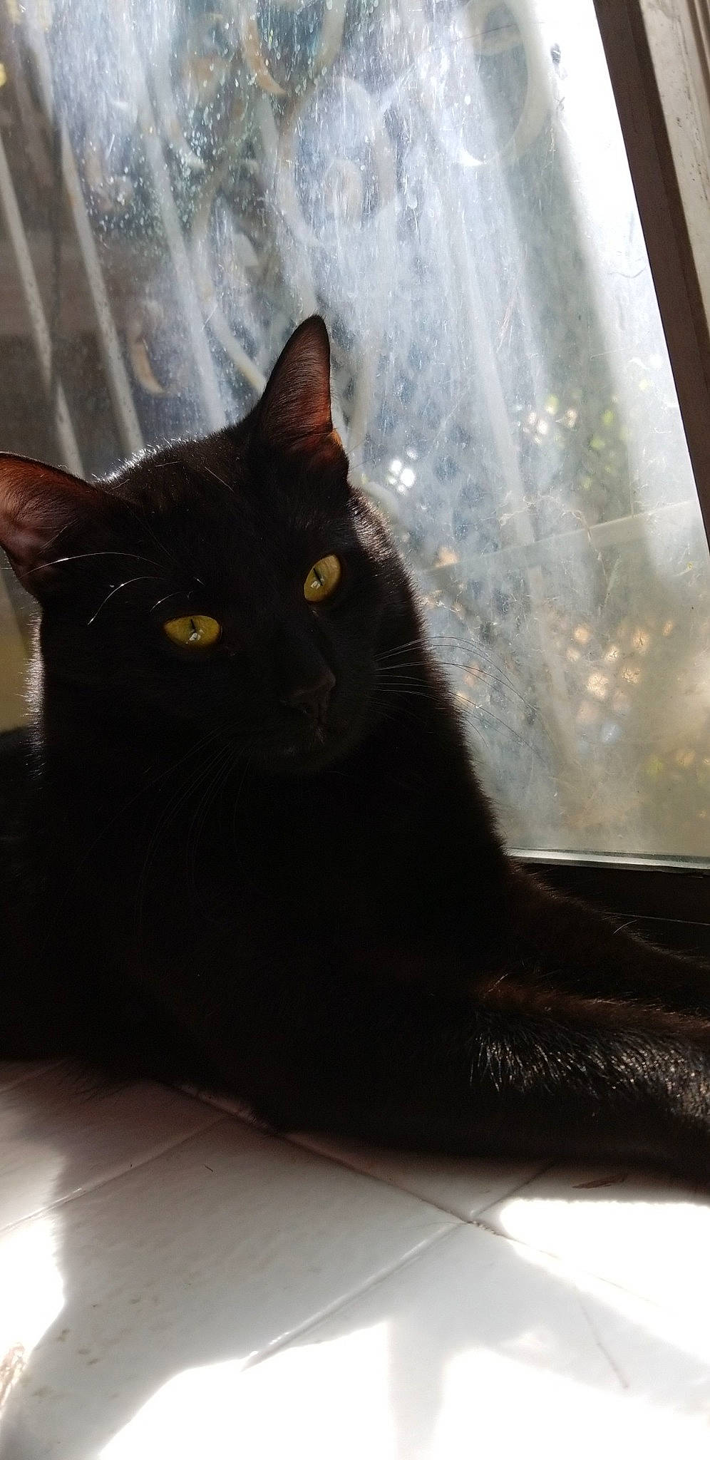 Binx joined the competition — help win amazing prizes! asian, black, black_cat, bombay, carnivore, cat, domestic_short_haired_cat, eye, felidae, fur, interior_design, mammal, small_to_medium_sized_cats, snout, tail, whiskers, window, window_treatment