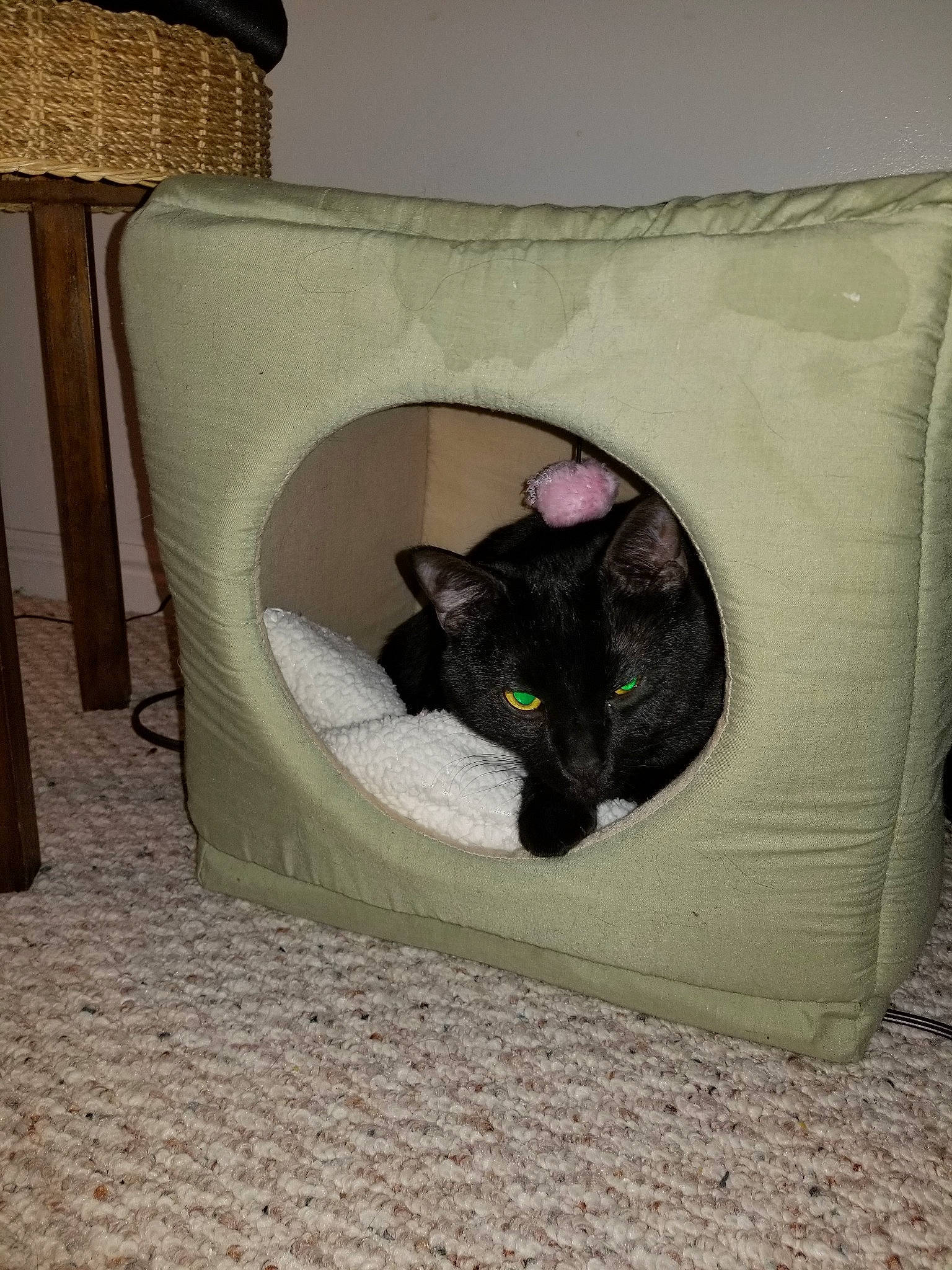 Binx is registered to the contest to win money with this photo: black_cat, carnivore, cat, cat_bed, cat_furniture, cat_supply, comfort, dog_bed, felidae, pet_supply, small_to_medium_sized_cats, whiskers