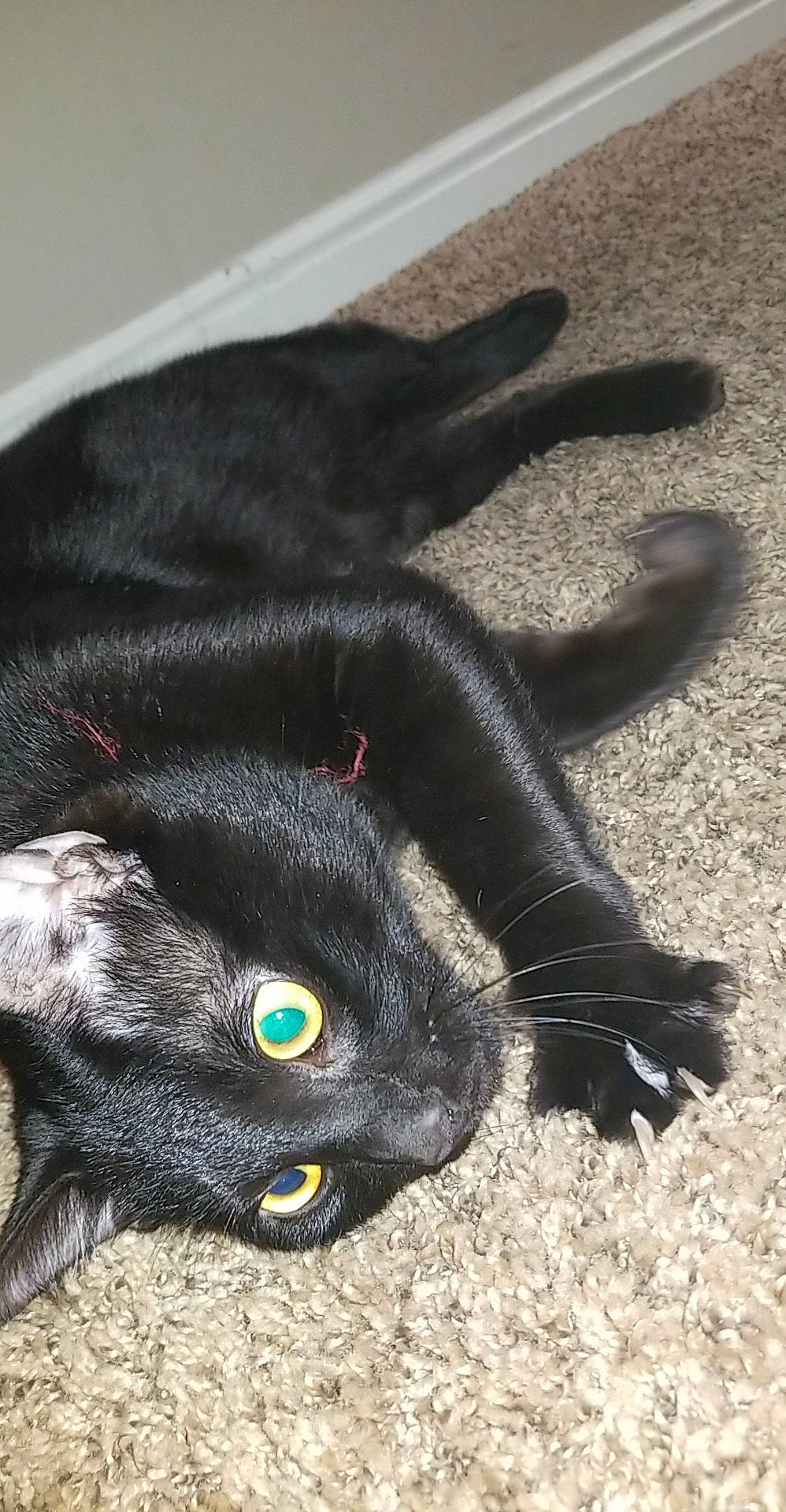 Binx joined the competition — help win amazing prizes! black, black_cat, bombay, british_shorthair, carnivore, cat, claw, domestic_short_haired_cat, felidae, fur, glove, korat, paw, polydactyl_cat, russian_blue, small_to_medium_sized_cats, snout, tail, whiskers