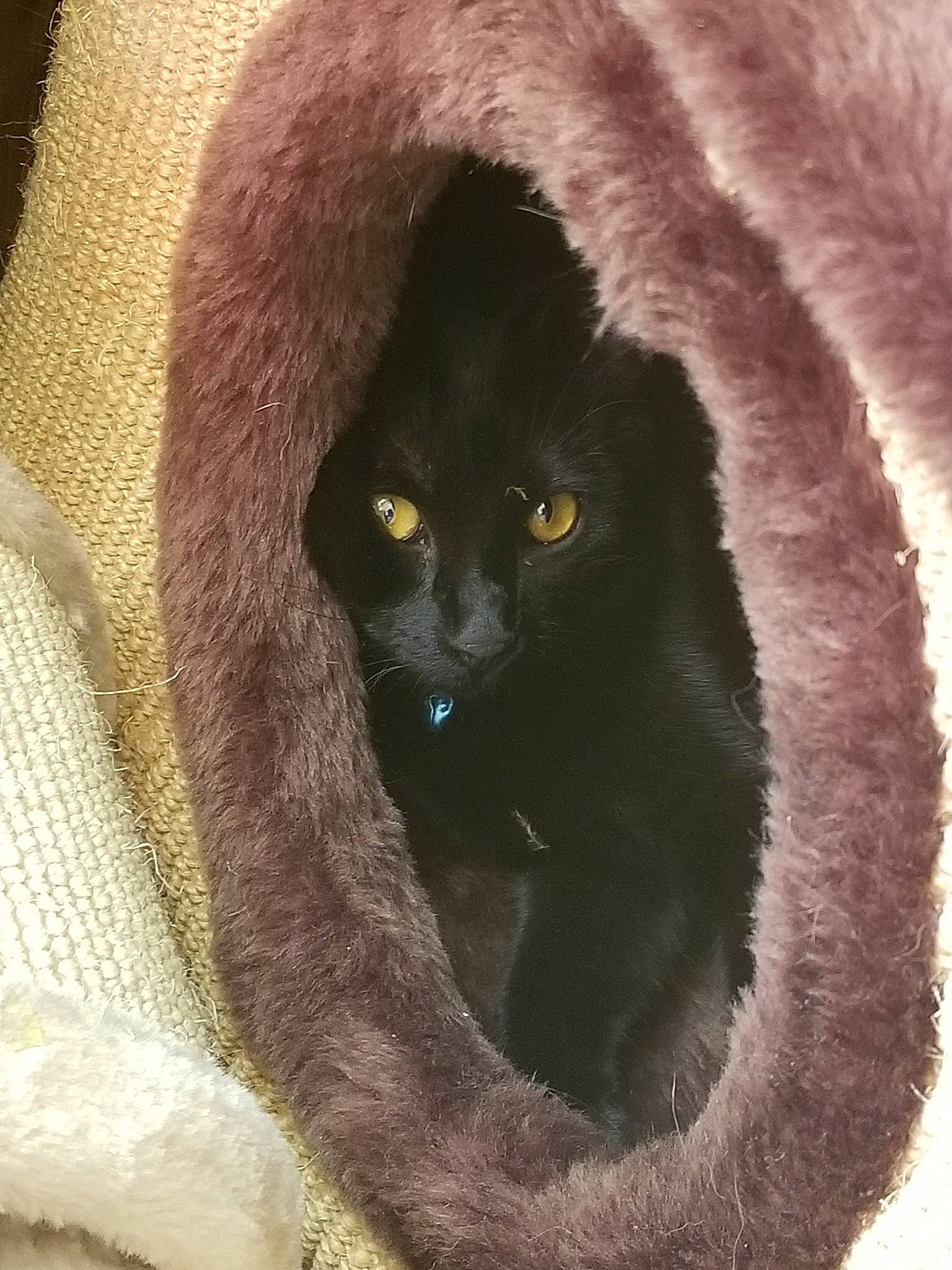 Salem joined the competition — help win amazing prizes! black_cat, bombay, carnivore, cat, eye, felidae, fur, small_to_medium_sized_cats, snout, vertebrate, whiskers, wildlife