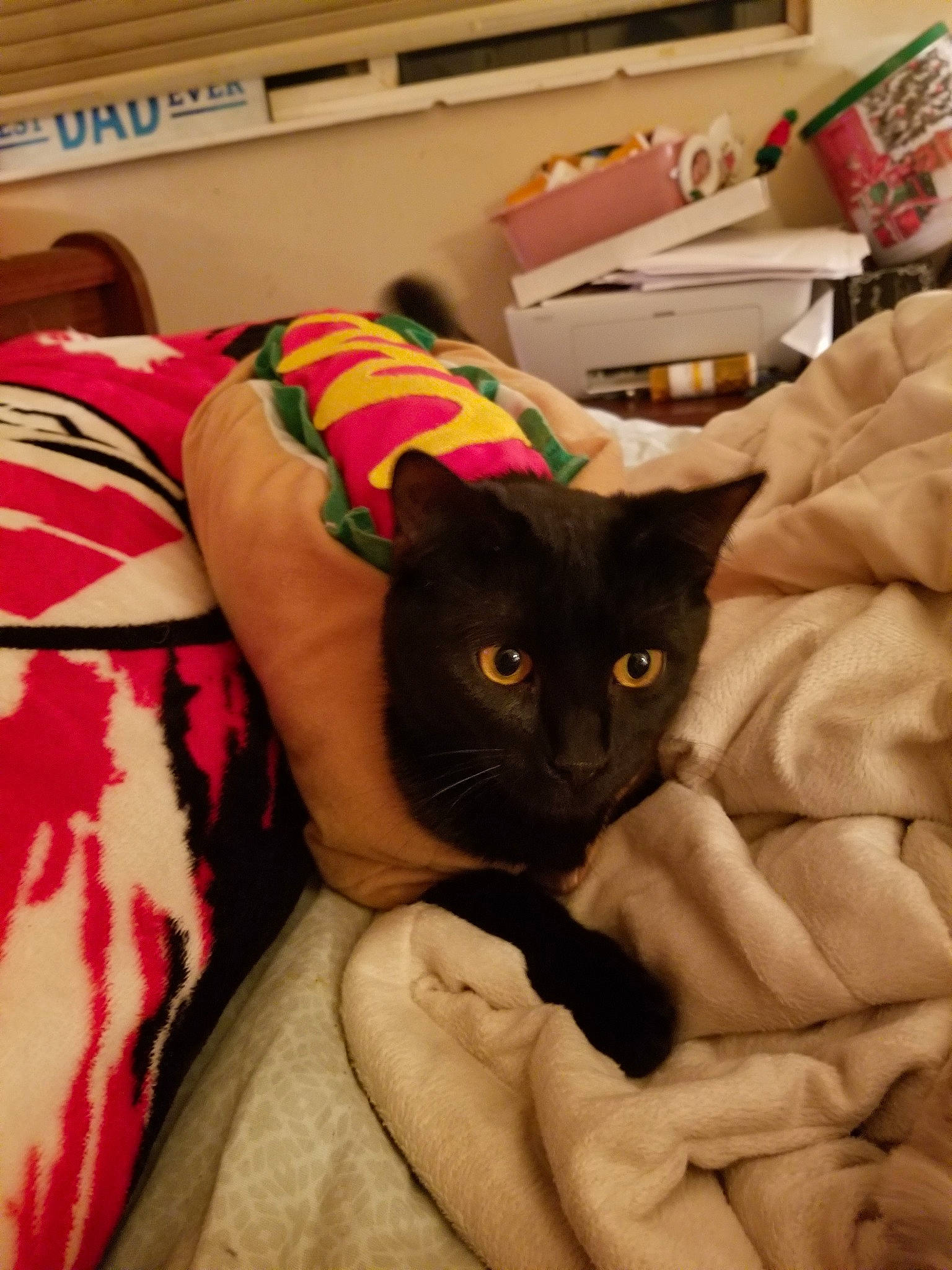 Salem joined the competition — help win amazing prizes! asian, black_cat, burmese, carnivore, cat, ear, fawn, felidae, fur, kitten, korat, russian_blue, small_to_medium_sized_cats, tail, whiskers