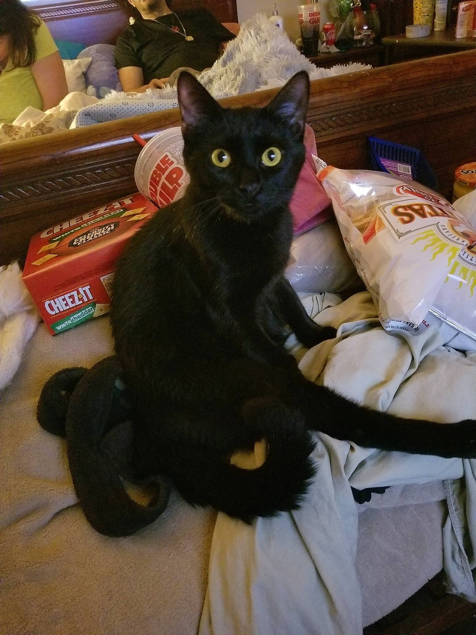 Salem is registered to the contest to win money with this photo: asian, black_cat, bombay, carnivore, cat, domestic_short_haired_cat, felidae, german_rex, small_to_medium_sized_cats, whiskers