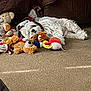 Chico joined the competition — help win amazing prizes! dog, white_dog, stuffed_toys, plush, carpet, sleeping, resting, indoor, cozy, pet, animal, soft, cute, relaxed, toy_bear, toy_clown, furniture, home, nap, companion