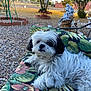 Chico joined the competition — help win amazing prizes! dog, fluffy, white, black, outdoor, cushion, floral_pattern, garden, rocks, tree, statue, relaxed, pet, nature, sunlight, decor, animal, laying, small_dog, calm