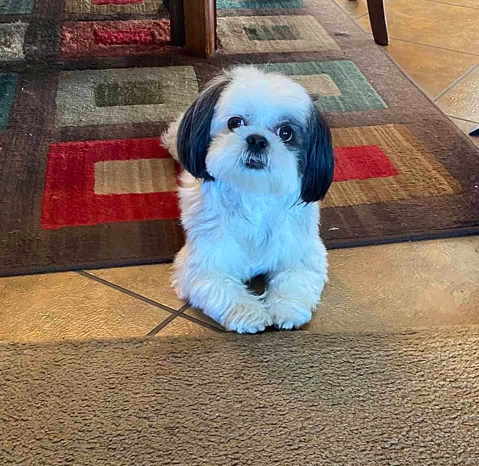 Chico joined the competition — help win amazing prizes! dog, pet, indoor, floor, carpet, tile, small_dog, white_dog, black_ears, cute, animal, companion, looking_up, curious, fluffy, fur, domestic_animal, household, resting, portrait