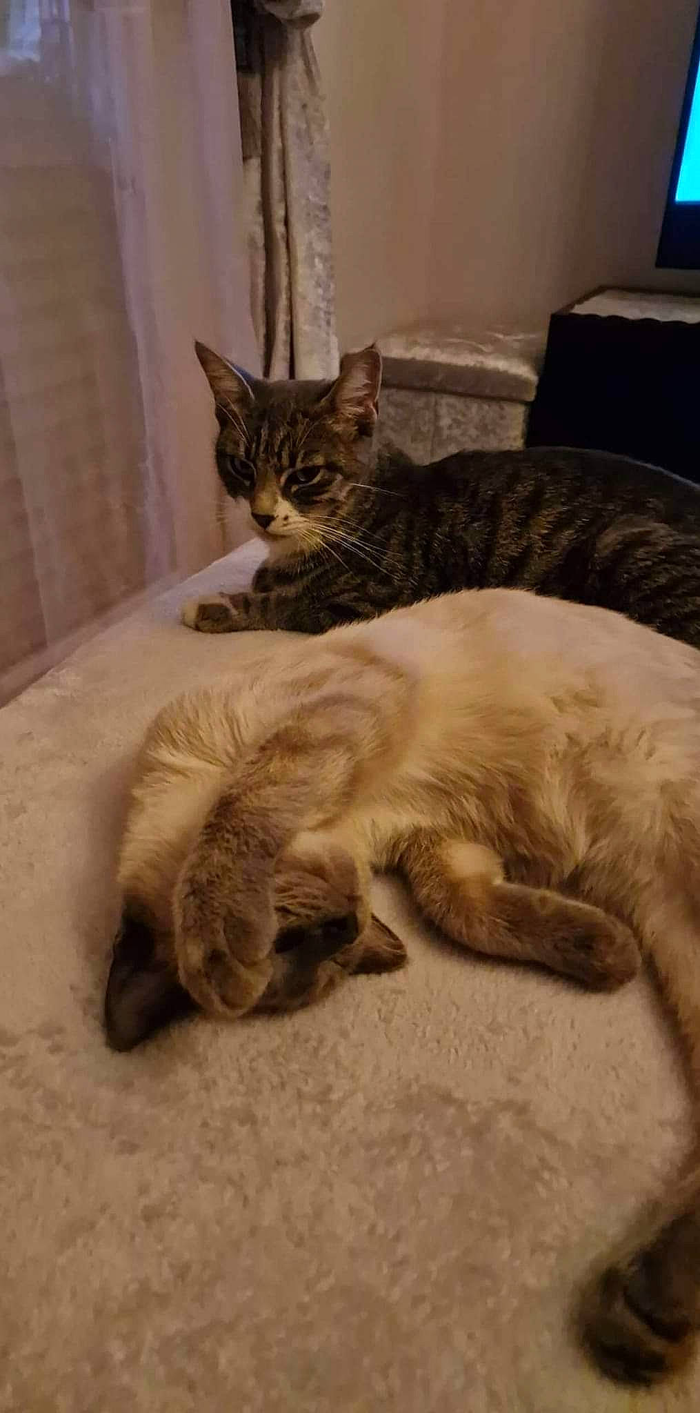 Roméo a rejoint le concours — aidez-le/la à gagner de superbes lots ! bed, bedding, carnivore, cat, claw, comfort, computer_keyboard, domestic_short_haired_cat, duvet, fawn, felidae, fur, linens, paw, room, small_to_medium_sized_cats, snout, tail, terrestrial_animal, whiskers