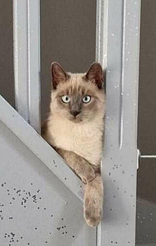 Roméo a rejoint le concours — aidez-le/la à gagner de superbes lots ! balinese, birman, carnivore, cat, domestic_short_haired_cat, door, fawn, felidae, fixture, fur, iris, ragdoll, siamese, small_to_medium_sized_cats, snout, tail, terrestrial_animal, thai, tonkinese, whiskers