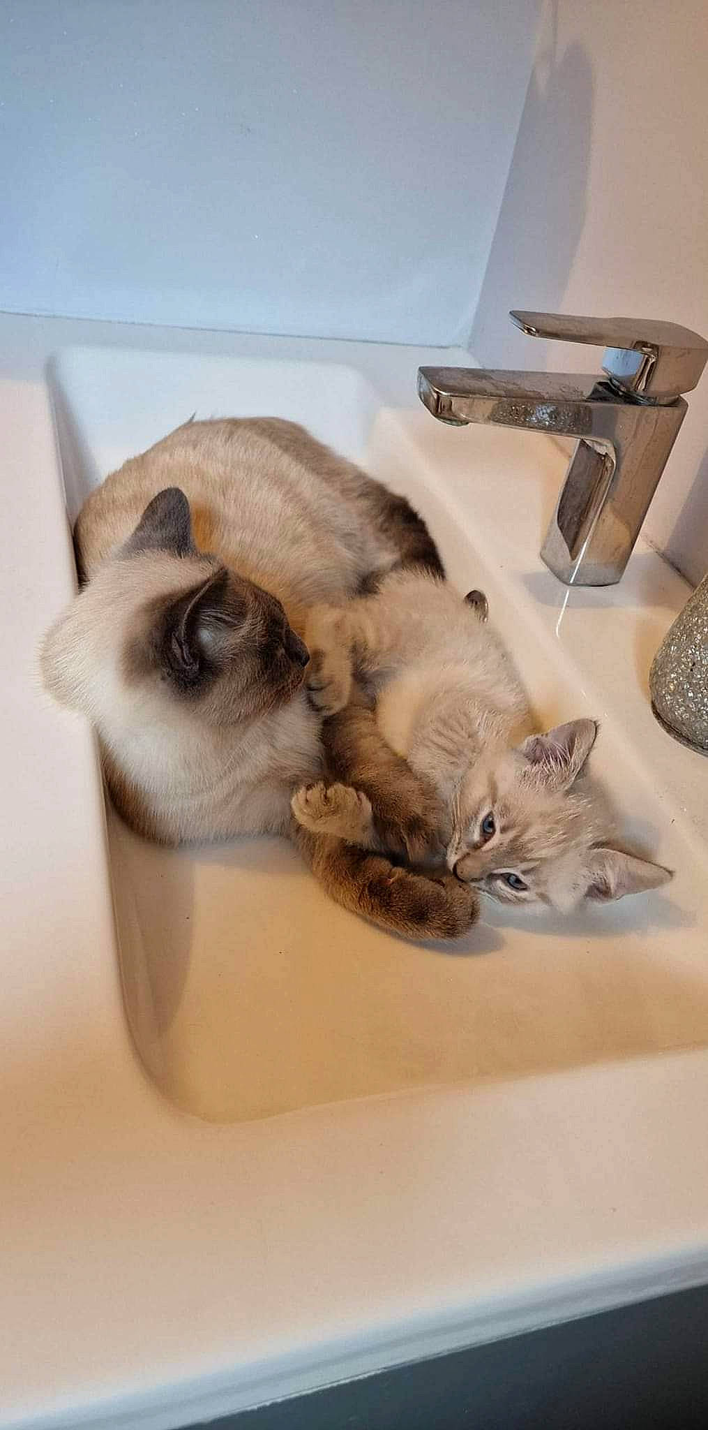 Roméo participe au concours pour gagner de l'argent avec cette photo : balinese, birman, carnivore, cat, domestic_short_haired_cat, fawn, felidae, fur, paw, pet_supply, plumbing_fixture, siamese, sink, small_to_medium_sized_cats, tail, tap, thai, tonkinese, whiskers