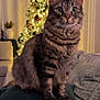 Groot is registered to the contest to win money with this photo: cat, tabby_cat, pet, christmas_tree, holiday_lights, indoor, living_room, couch, pillow, cushion, whiskers, big_eyes, fur, portrait, cozy, furniture, curtains, ornament, festive, mammal
