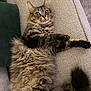 cat, tabby, long_hair, fluffy, pet, couch, indoor, whiskers, paws, tail, relaxed, lying_down, wide_eyes, upholstery, cushion, cozy, furniture, portrait, close_up, mammal