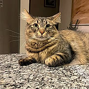 Groot joined the competition — help win amazing prizes! cat, tabby_cat, pet, long_hair, whiskers, green_eyes, ears, paws, fur, portrait, indoor, countertop, granite_countertop, marble_pattern, home_interior, framed_art, plant, relaxed, close_up, staring