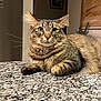 cat, tabby_cat, pet, long_hair, whiskers, green_eyes, ears, paws, fur, portrait, indoor, countertop, granite_countertop, marble_pattern, home_interior, framed_art, plant, relaxed, close_up, staring