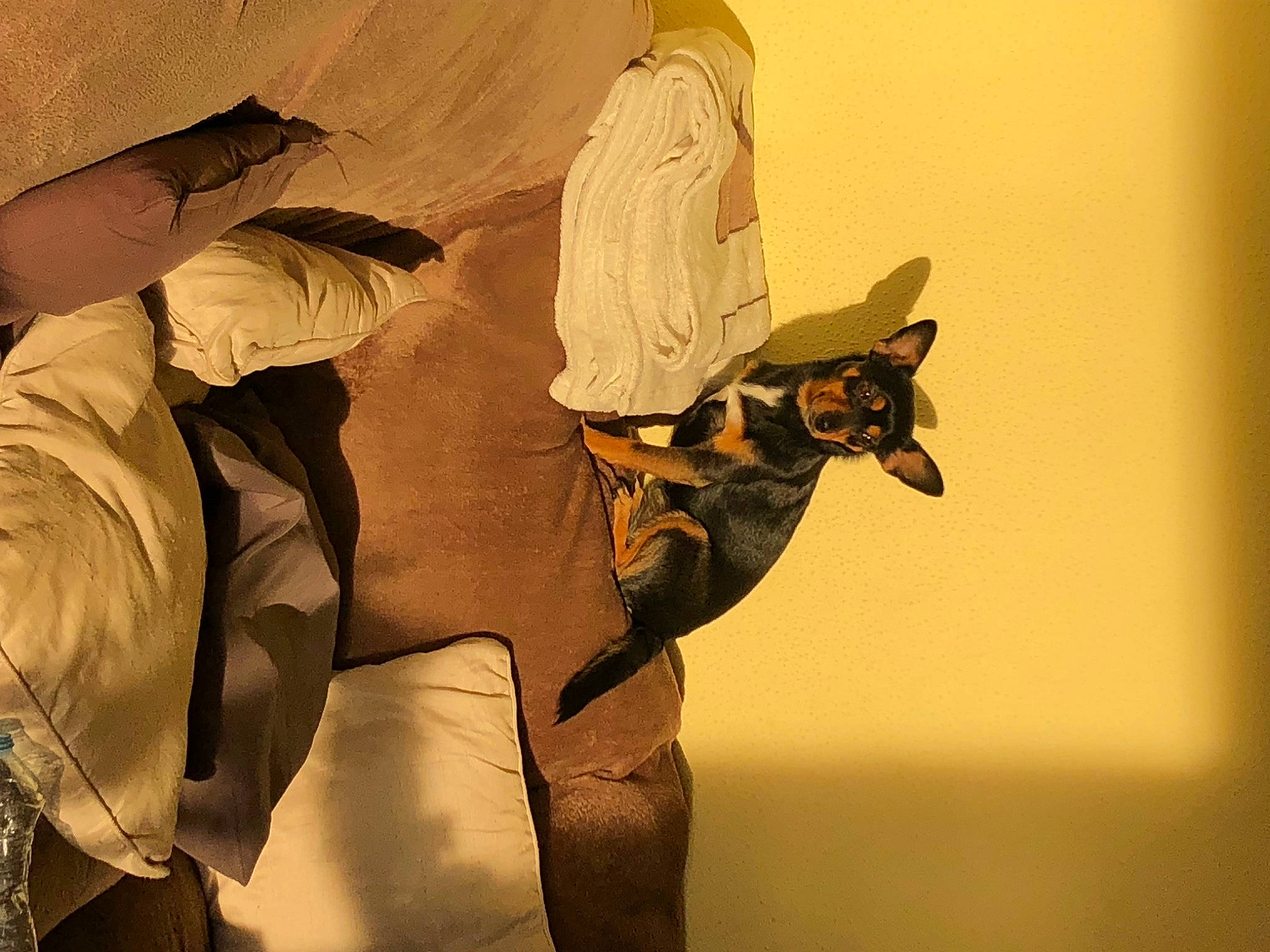 Zoé a rejoint le concours — aidez-le/la à gagner de superbes lots ! art, bat, carnivore, cg_artwork, felidae, fictional_character, fur, illustration, paper, room, shadow, small_to_medium_sized_cats, still_life_photography, stock_photography, tail, tints_and_shades, visual_arts, whiskers, wing, wood