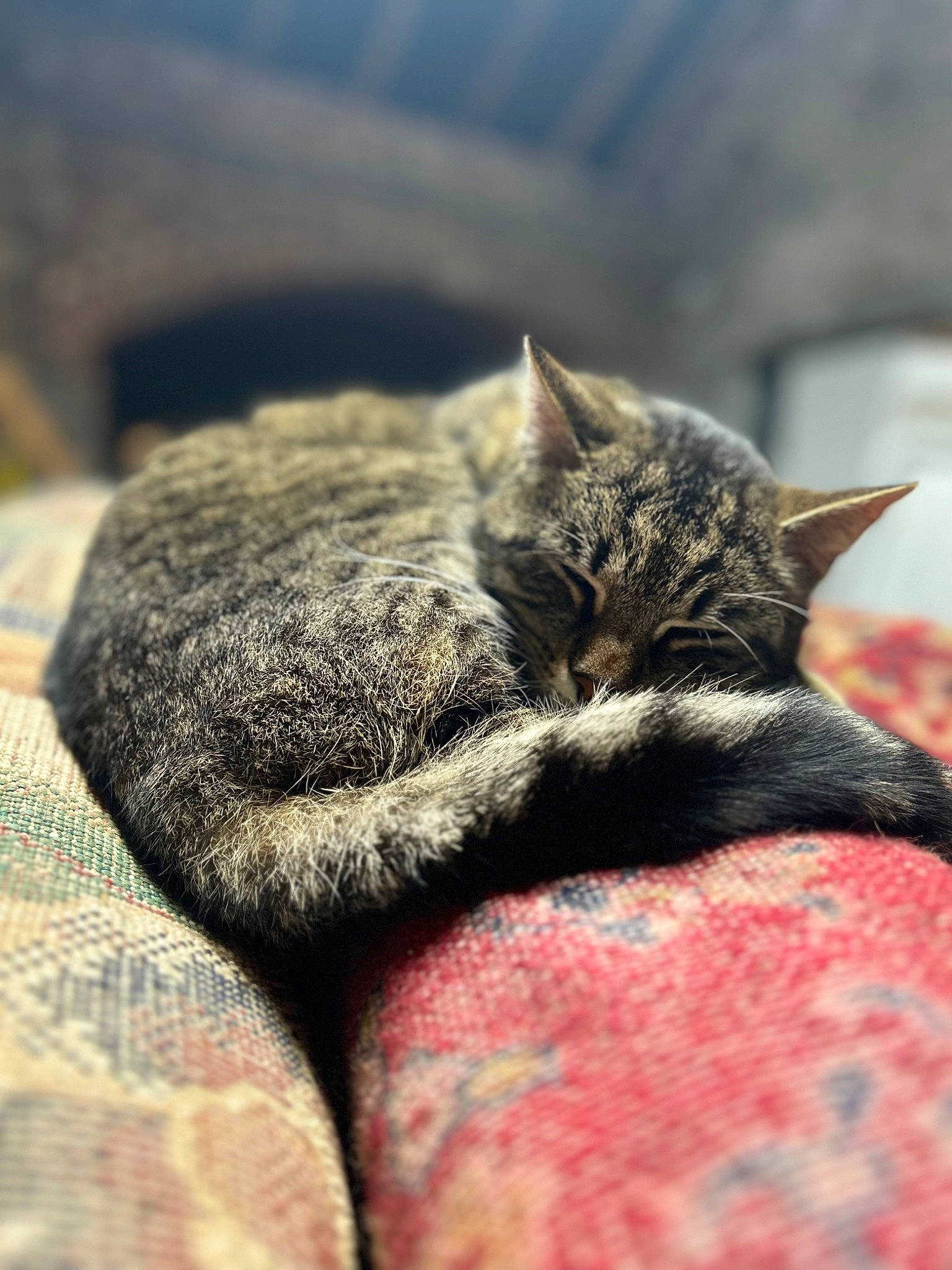 Hiroshi a rejoint le concours — aidez-le/la à gagner de superbes lots ! carnivore, cat, claw, comfort, domestic_short_haired_cat, felidae, fur, grass, grey, leg, nap, paw, plant, sleep, small_to_medium_sized_cats, snout, terrestrial_animal, tree, whiskers, wildlife