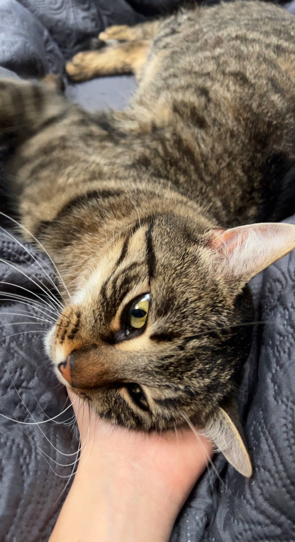 Hiroshi a rejoint le concours — aidez-le/la à gagner de superbes lots ! carnivore, cat, claw, close_up, comfort, domestic_short_haired_cat, eye, felidae, fur, grass, paw, small_to_medium_sized_cats, snout, terrestrial_animal, whiskers, wildlife