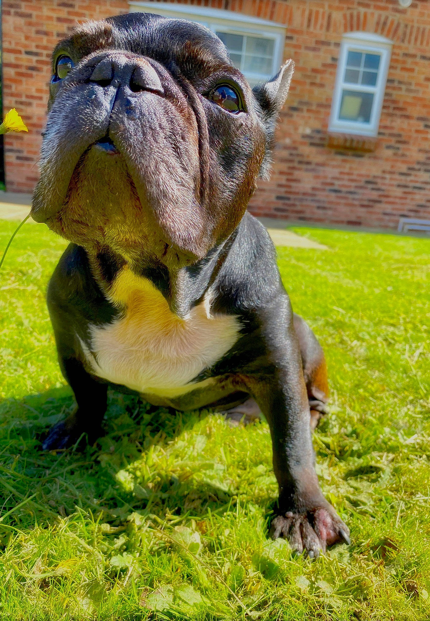 Rudi joined the competition — help win amazing prizes! art, building, bulldog, carnivore, companion_dog, dog, dog_breed, fawn, grass, green, groundcover, lawn_ornament, plant, snout, terrestrial_animal, toy_dog, whiskers, white_english_bulldog, window, wrinkle